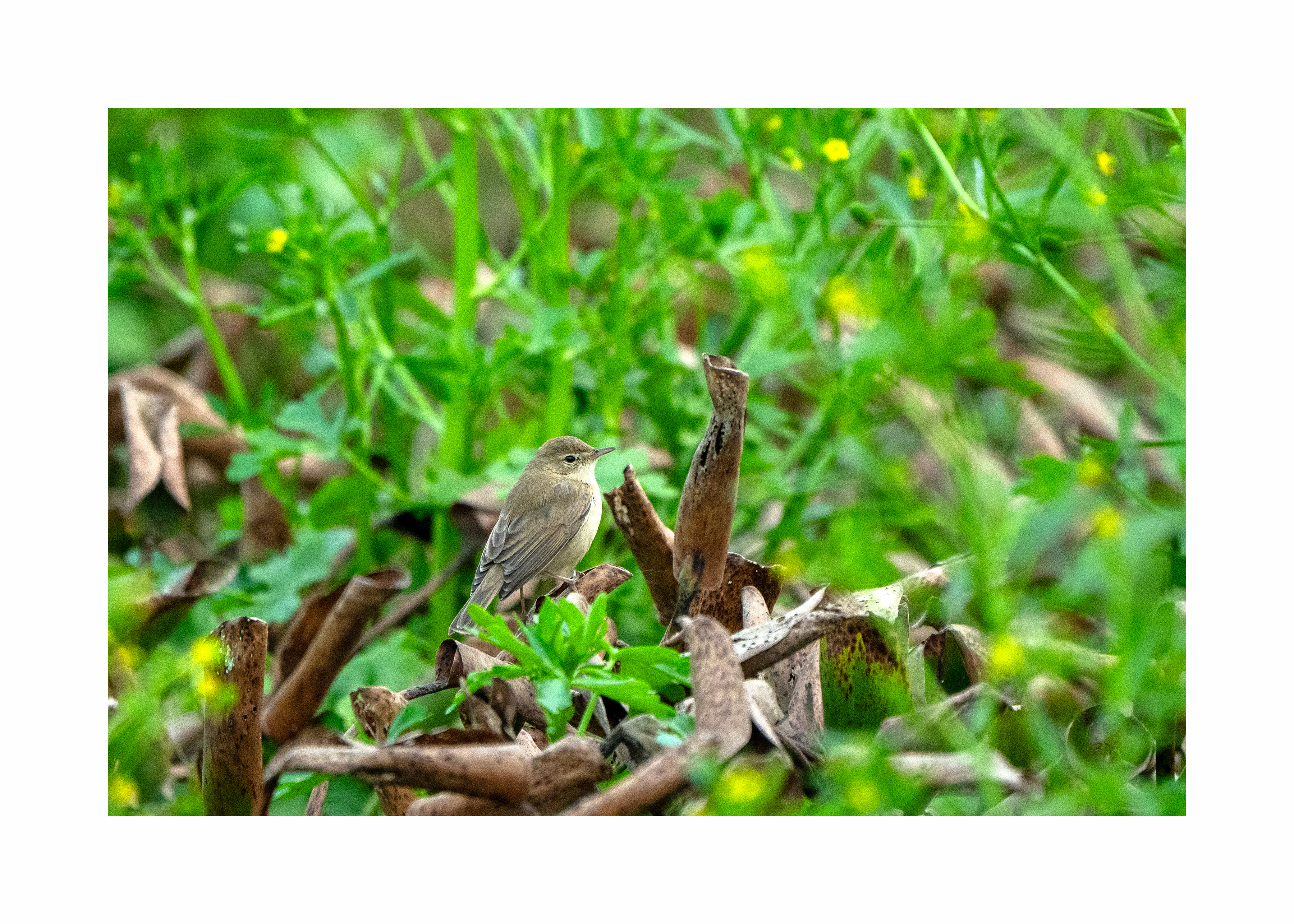 BPCL - Bina Biodiversity Study 11